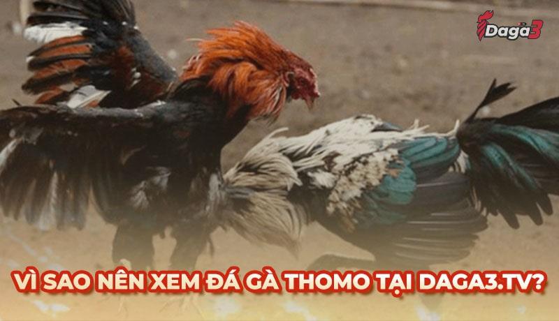 Vì sao nên chọn inspiral.agency để xem đá gà trực tiếp thomo